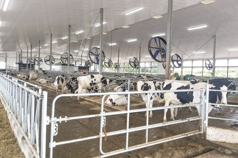 Keeping cows cool: Summer additions to a natural ventilation system | Ag  Proud