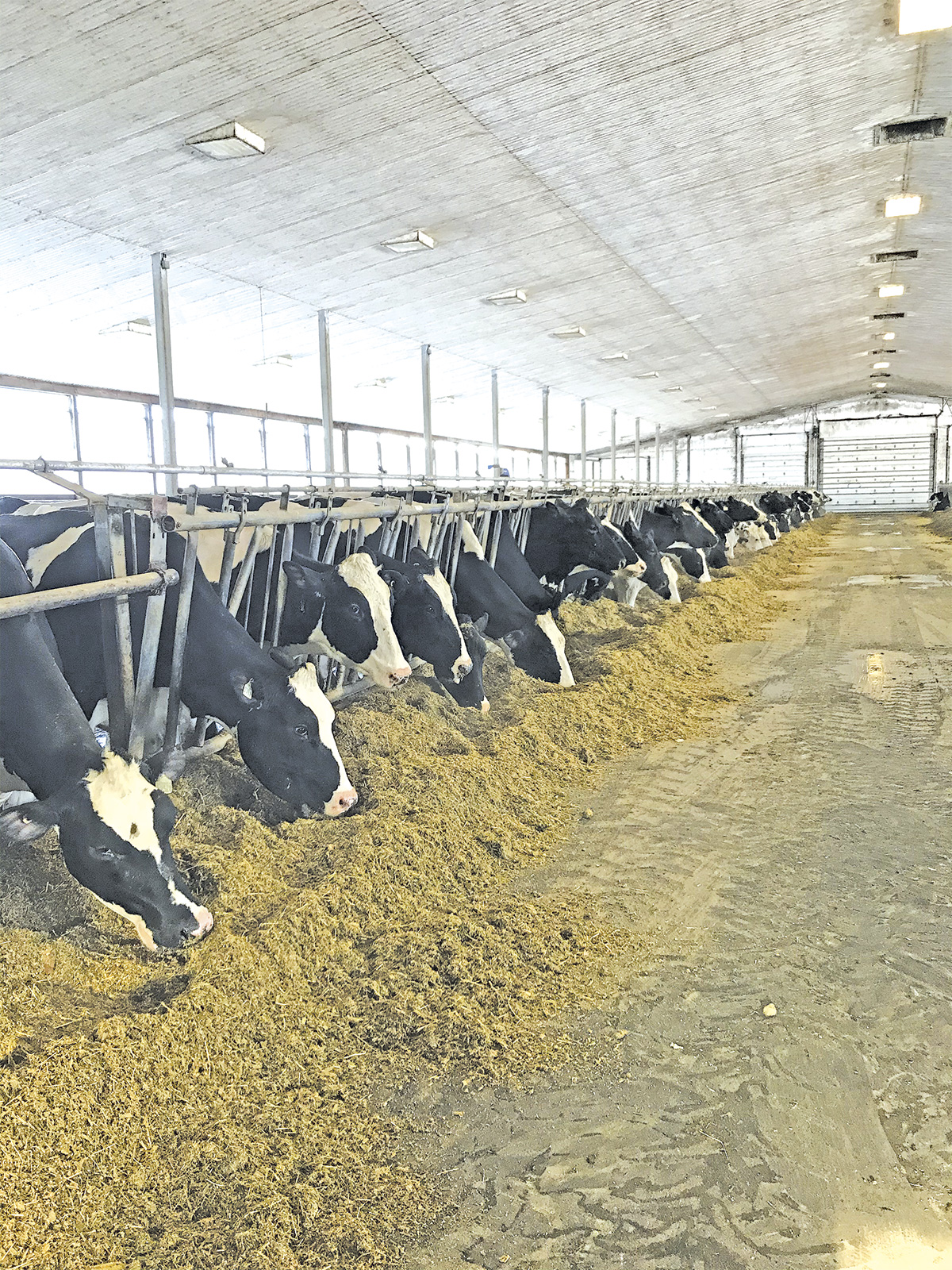 54129-larochelle-cows.jpg