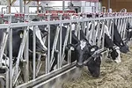 54142-delorme-cows.jpg