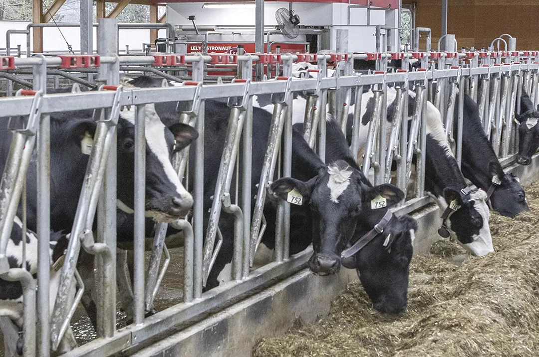 54142-delorme-cows.jpg