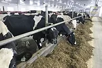 54144-marquis-cows.jpg