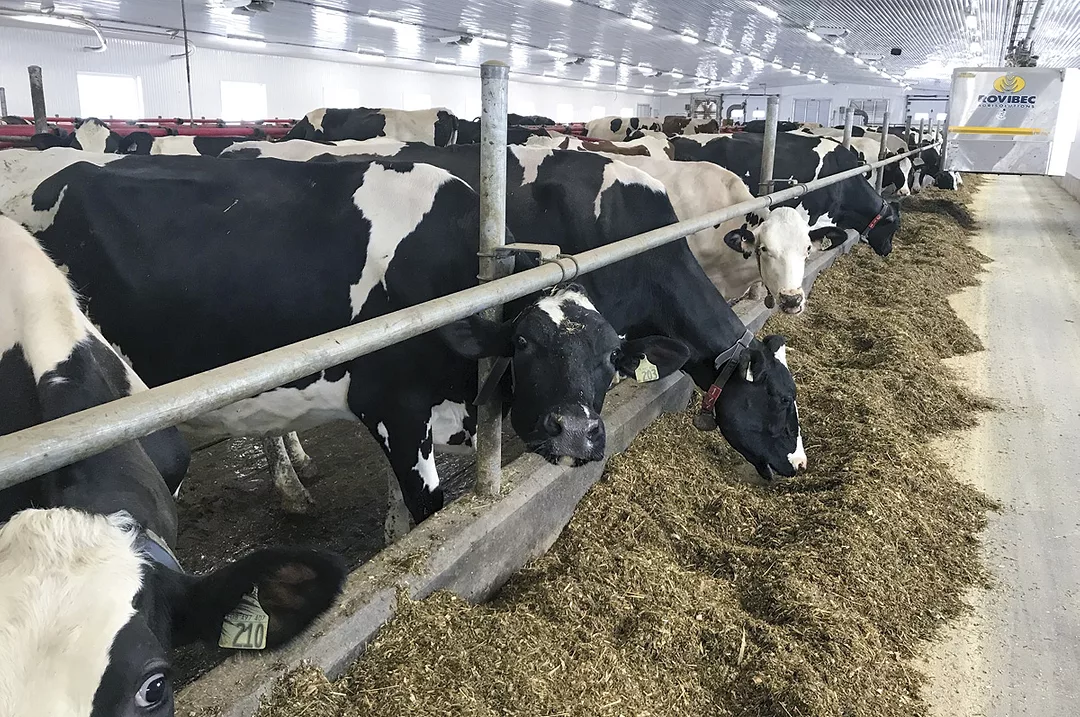 54144-marquis-cows.jpg