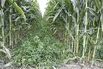 55601-hines-interseeding-1.jpg