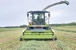 55602-jaynes-hybrid-rye-1.jpg