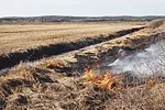 55603-williams-brackett-wildfire-1.jpg