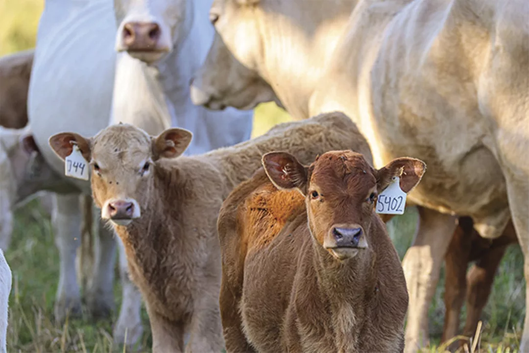 55635-bailey-cattle-management.jpg