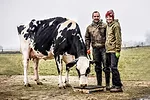 55612-oliver-jessica-michael-cow.jpg