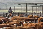 55793-thomas-culling-marketing-1.jpg