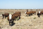 55825-marchant-drought-beef-cattle-short-course-1.jpg