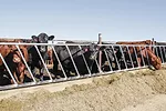 55837-hagenow-1.jpg