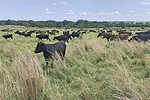 55848-pluhar-1.jpg