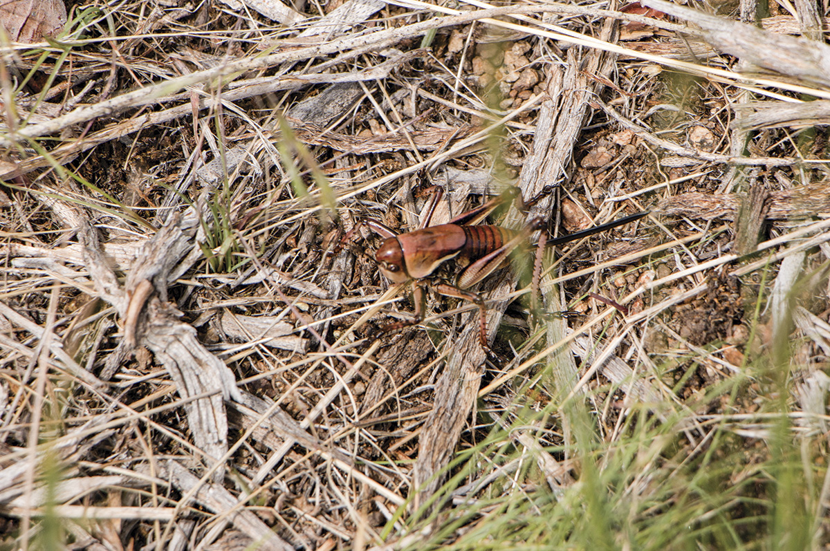 0422ap-jaynes-grasshopper-1.jpg