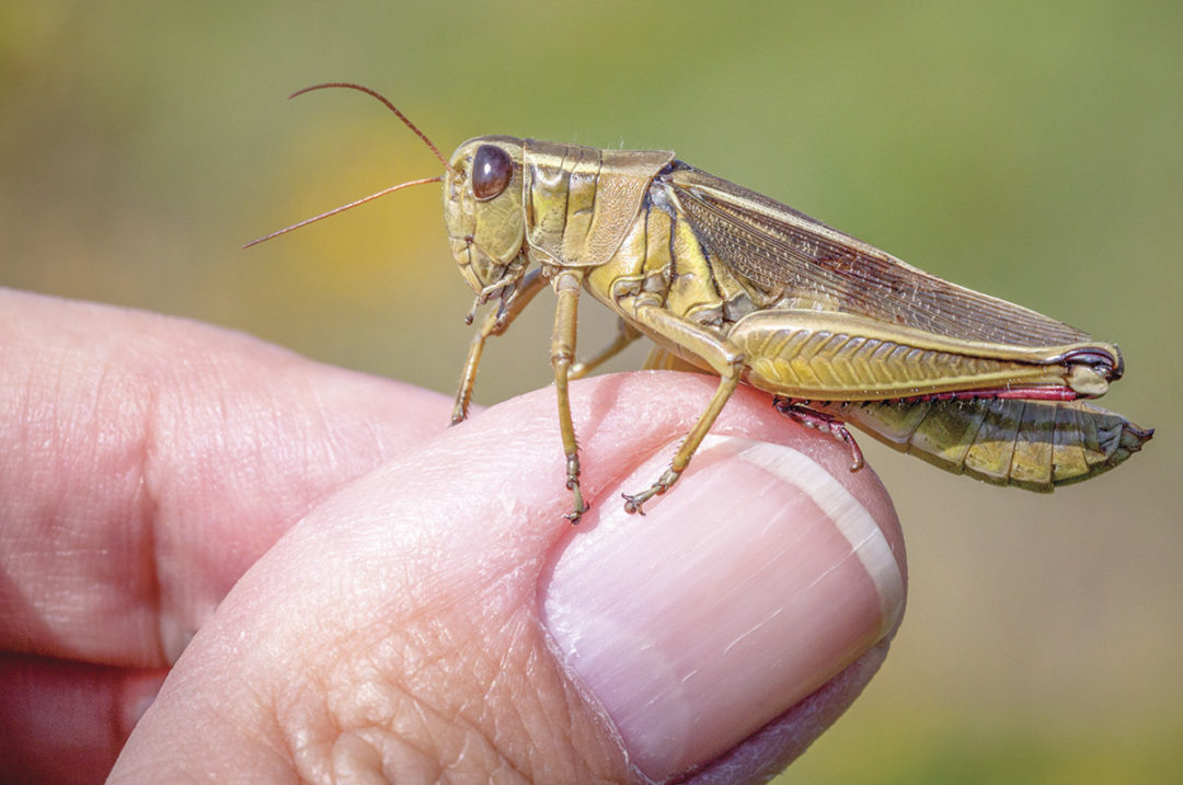 Grasshopper watch | Ag