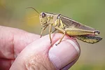 0422ap-jaynes-grasshopper-2.jpg