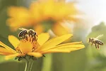 55866-tomlinson-biodiversity-1.jpg