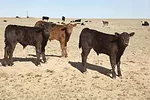 55869-kern-lunbery-drought-1.jpg