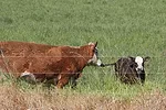 55871-lane-mob-1.jpg