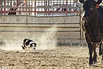 0322ap-mccarthy-dog-1.jpg