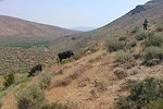 55881-sprinkle-wilmore-more-efficient-cattle-1.jpg