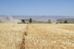 55900-pickinpaugh-utilizing-wheat-1.jpg