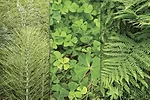55903-fern-collage.jpg