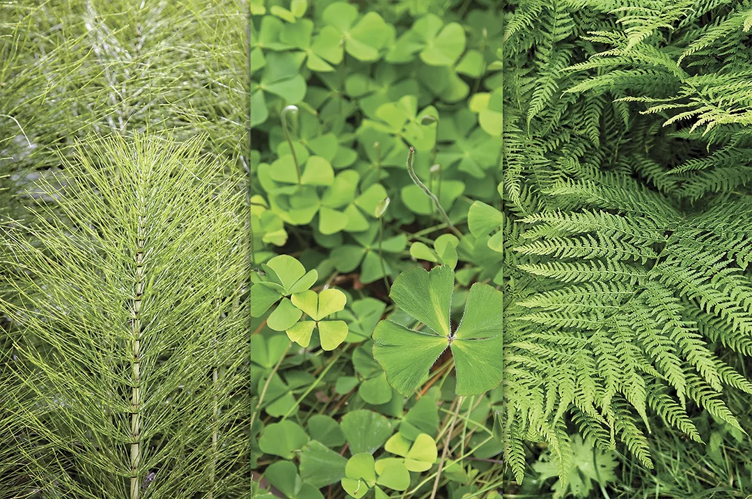 55903-fern-collage.jpg