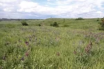 55981-marchant-4.jpg