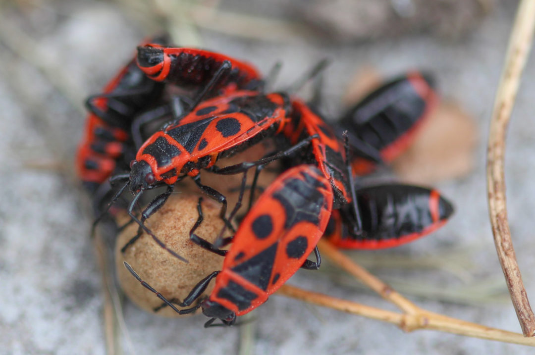 red fire bug, another insect | Ag Proud