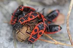 55907-stokes-bugs.jpg