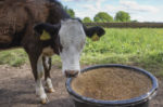 56063-cassady-cow-nutrition-impacts-next-year-calf.jpg