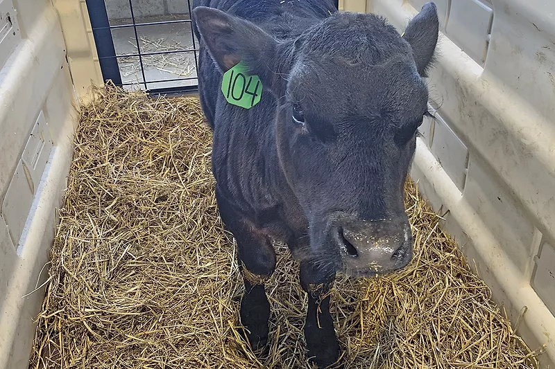 56067-genther-calf.jpg