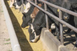 56073-fanning-cows-eating.jpg