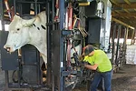 1020ap-coyne-hoof-trimming-1.jpg