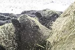 55742-moore-inventory-1.jpg