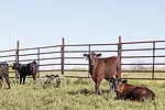 55904-hawkins-stockers-1.jpg