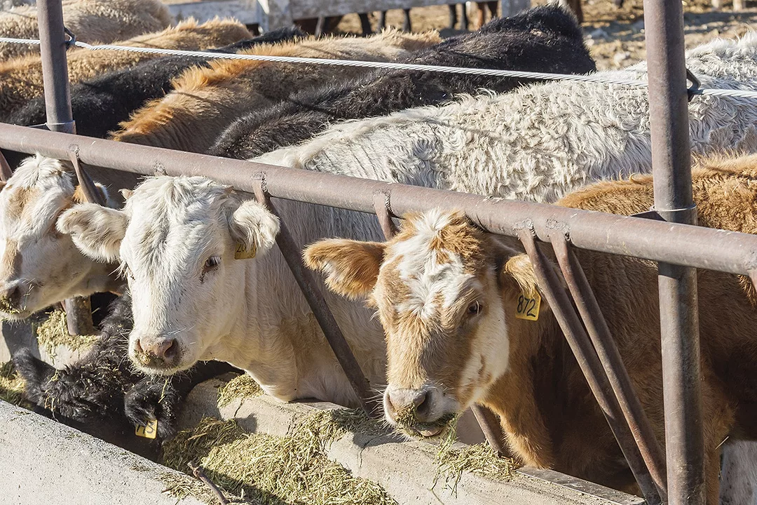 56173-edrington-feedlot-pathogen.jpg
