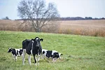 56227-derksen-1.jpg