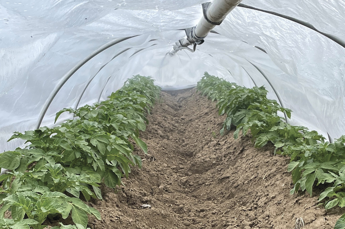 56240-agnews-spud-smoke.jpg