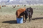 56269-heifer-nutrtion.jpg