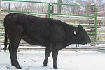 56270-derksen-sick-pen.jpg