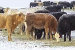 56288-warner-winter-feed-drought.jpg