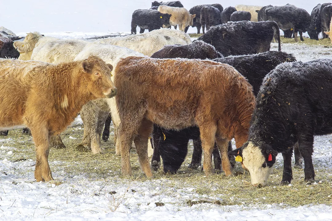 56288-warner-winter-feed-drought.jpg
