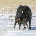 56300-bailey-winter-feeding.jpg