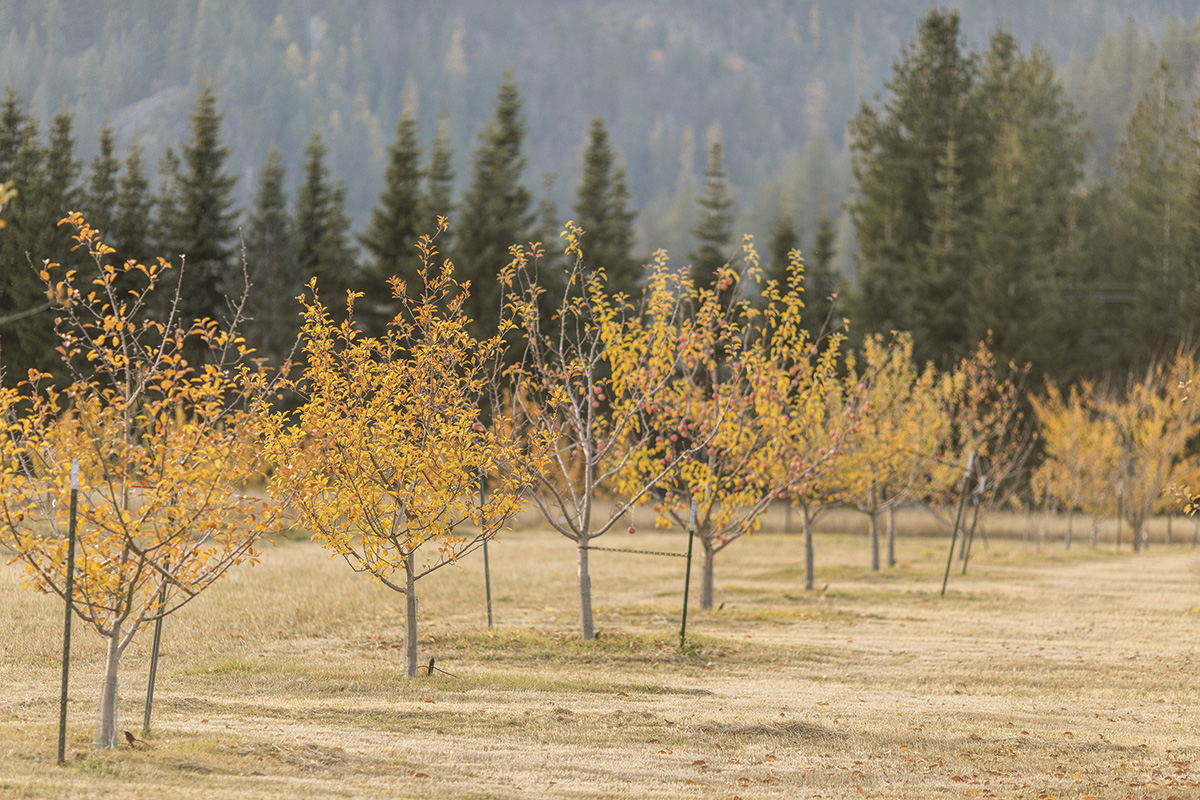 56324-mccarthy-apples-01.jpg