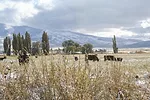 56314-whitehurst-winter-grazing.jpg