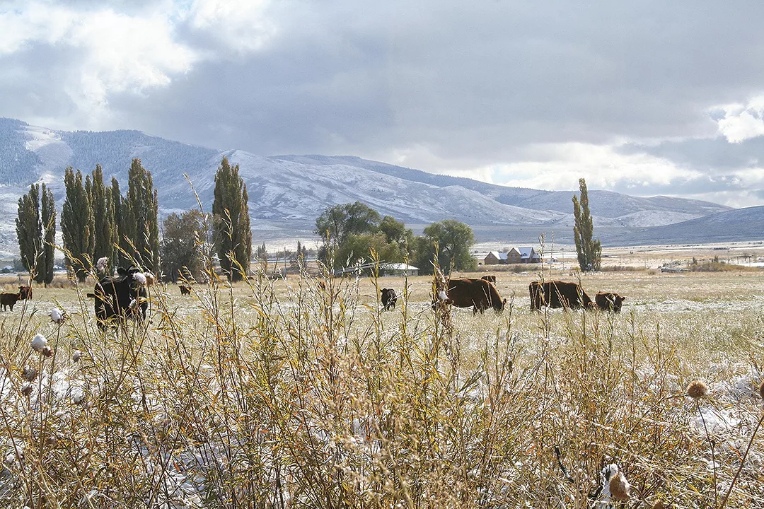 56314-whitehurst-winter-grazing.jpg