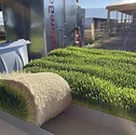 56340-veselka-grass-2842.jpg