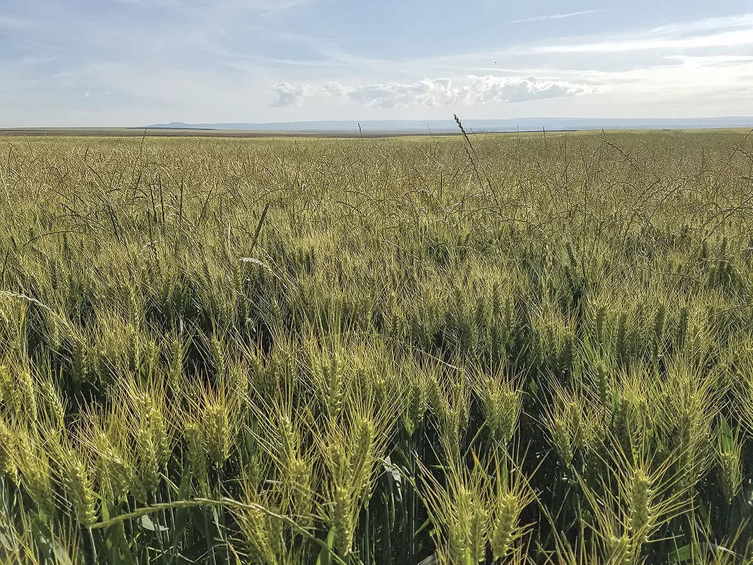 56379-finkelnburg-herbicide-resistance-1.jpg