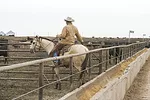 56447-yoder-horsemanship.jpg