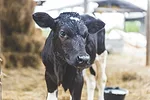 56453-upah-calf.jpg